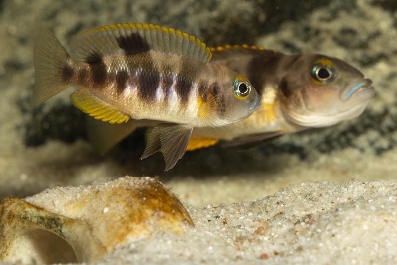 Lepidiolamprologus boulengeri 'Kigoma'